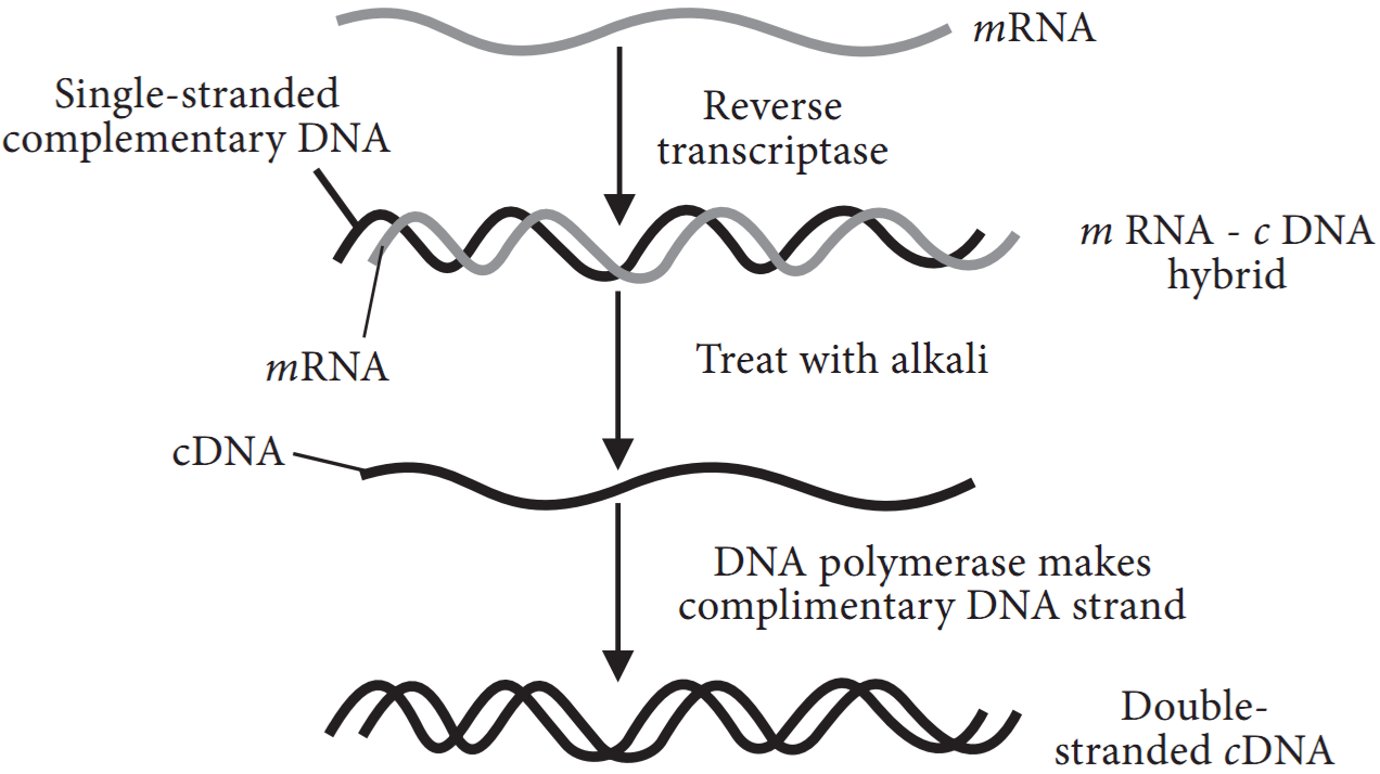 Class 12 Biology Chapter 11