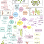 Chapter 2 Sexual Reproduction in Flowering Plants