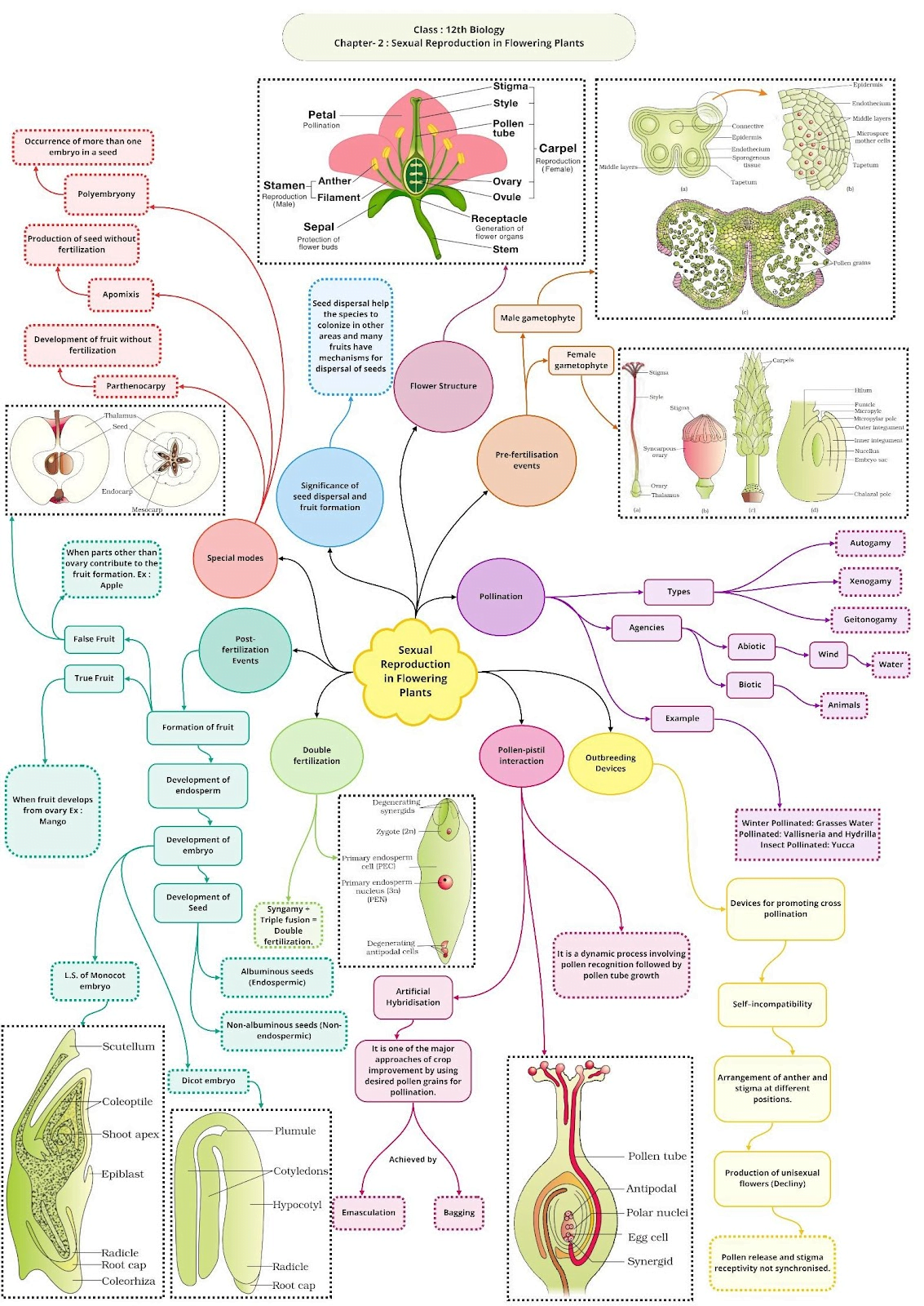 Chapter 2 Sexual Reproduction in Flowering Plants