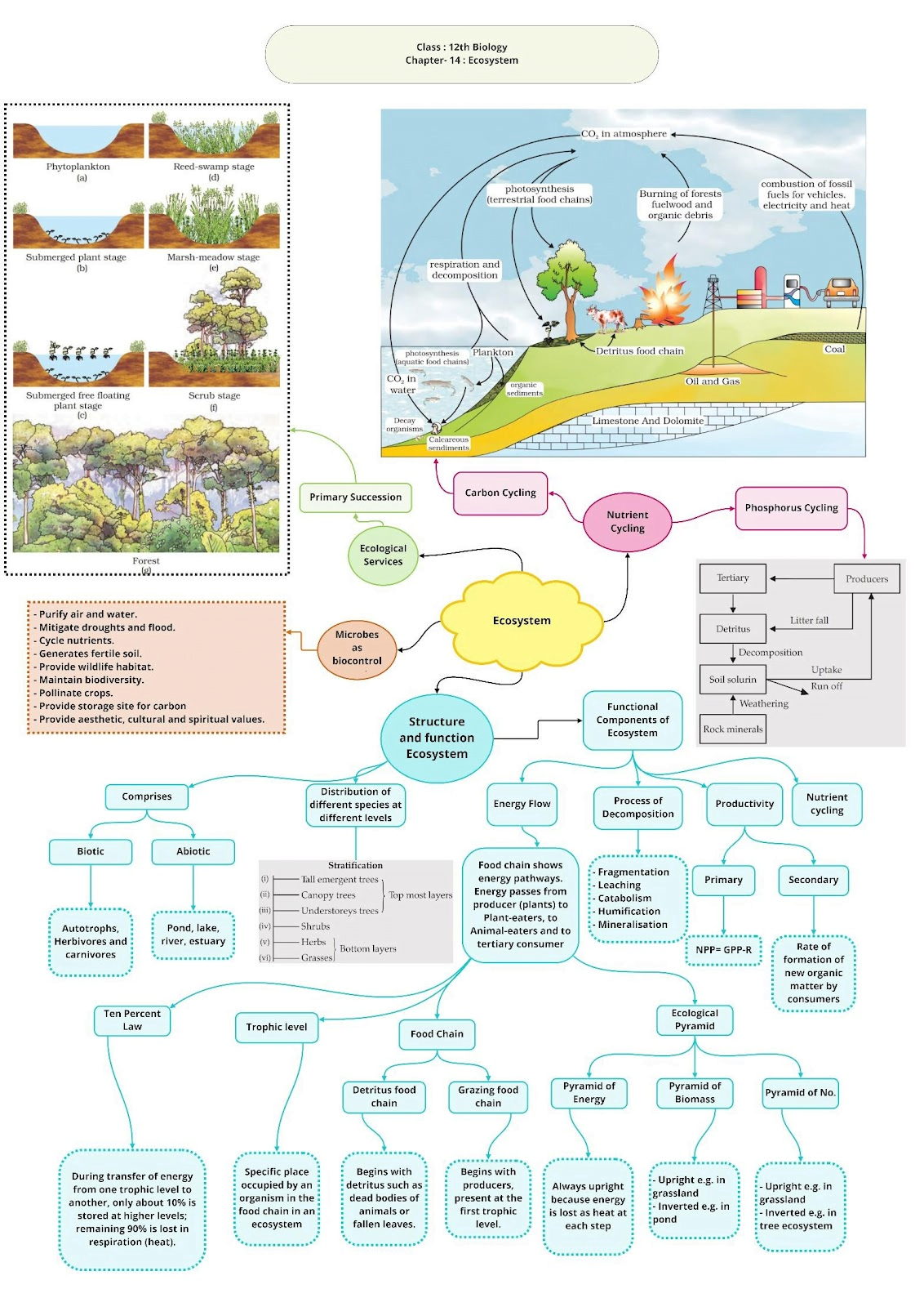 Class 12 Biology Chapter 14 Ecosystem Notes