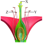 Sexual Reproduction in Flowering Plants Question Answer