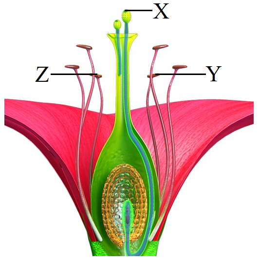 Sexual Reproduction in Flowering Plants Question Answer