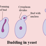 Reproduction in Organisms