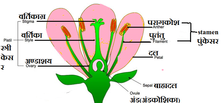 Class 12 Biology Chapter 2 Notes in Hindi