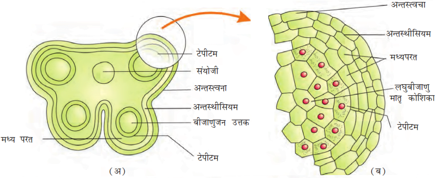 Class 12 Biology Chapter 2 Question Answer