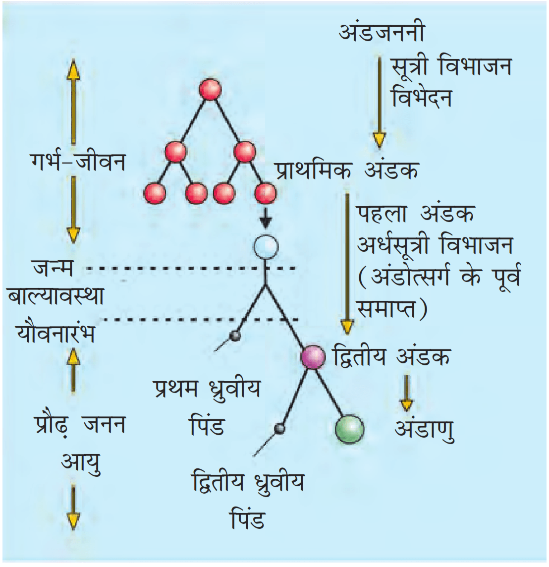 Class 12 Biology Chapter 3 Question Answer