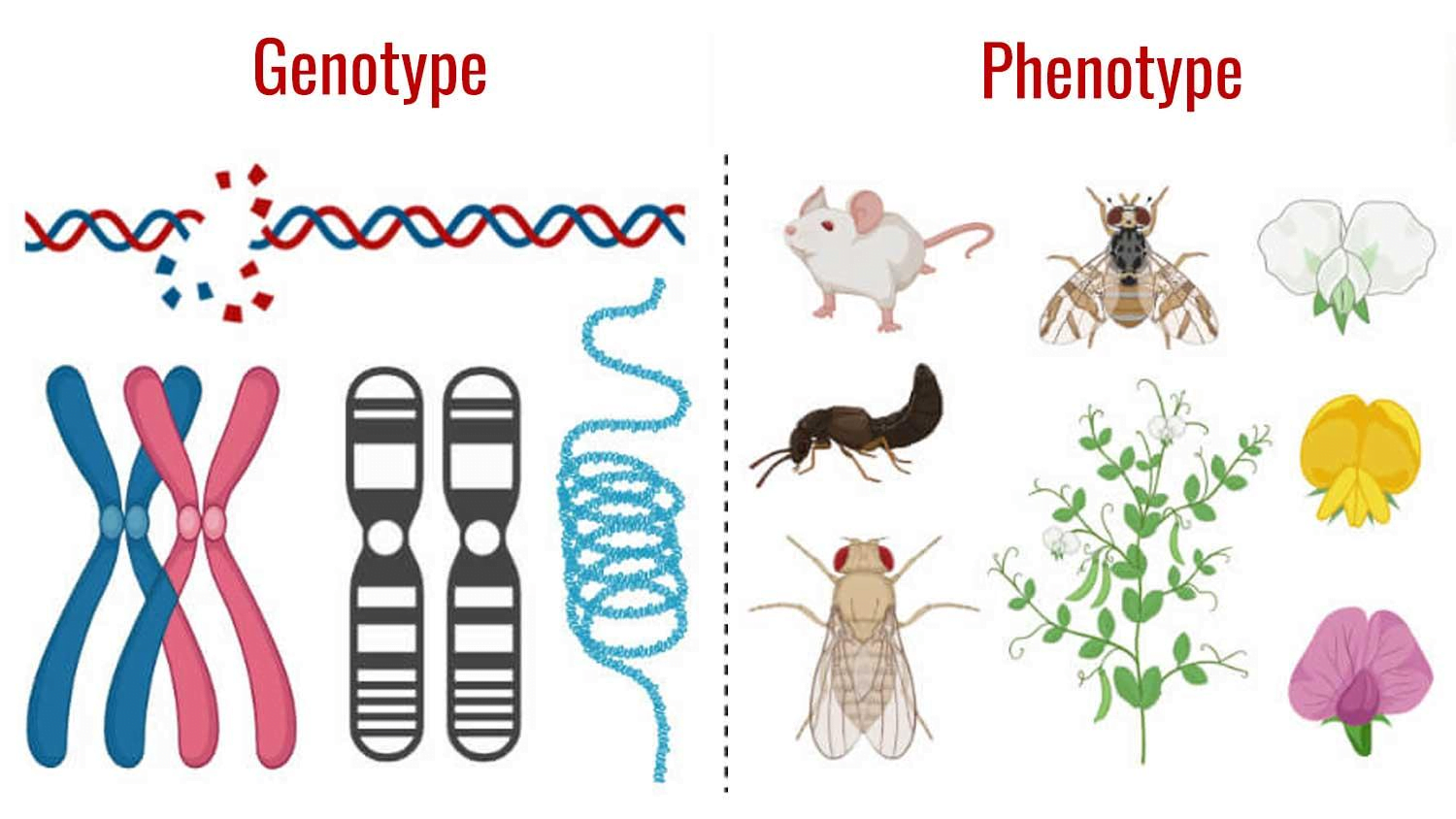 Class 12 Biology Chapter 5 वंशागति तथा विविधता के सिद्धांत Notes in Hindi