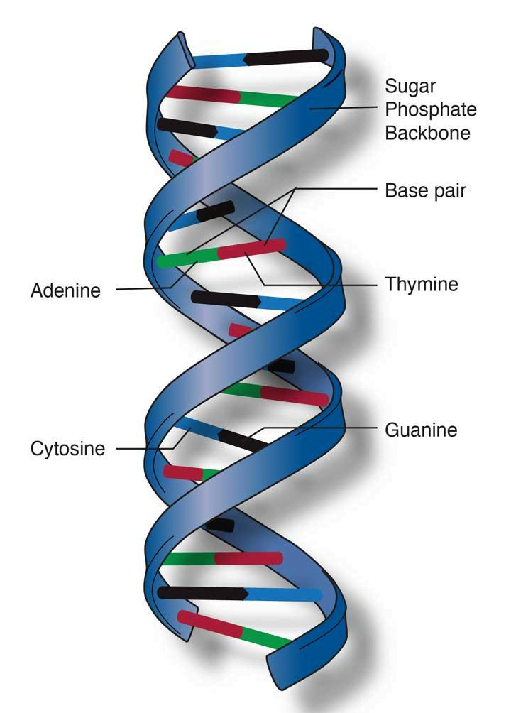 Class 12 Biology Chapter 5 Notes Pdf Download In Hindi