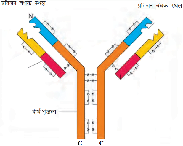 Class 12 Biology Chapter 8 Question Answer