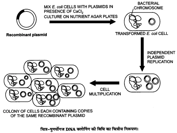 Class 12 Biology Chapter 12 Question Answer