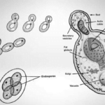 Reproduction in Organisms Question Answer