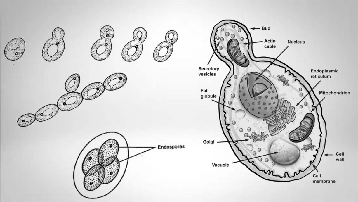 Reproduction in Organisms Question Answer