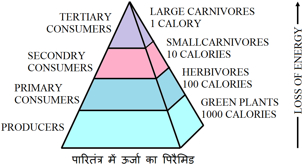 Class 12 Biology Chapter 14 Question Answer in Hindi