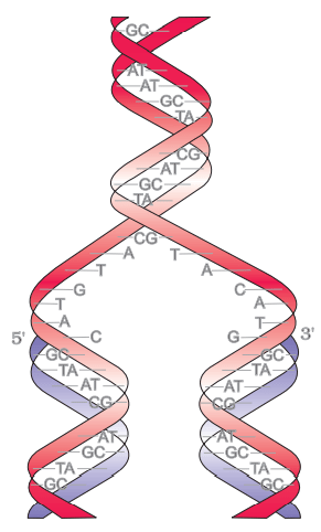 Class 12 Biology Chapter 6 Molecular Basis Of Inheritance Notes ...