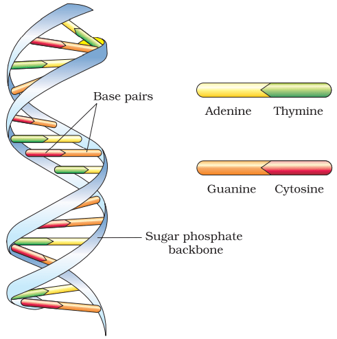 Class 12 Biology Chapter 6 Molecular Basis Of Inheritance Notes ...