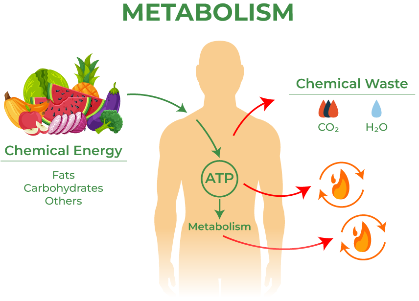 Class 11 Biology Chapter 1 The Living World Notes And Question Answer ...