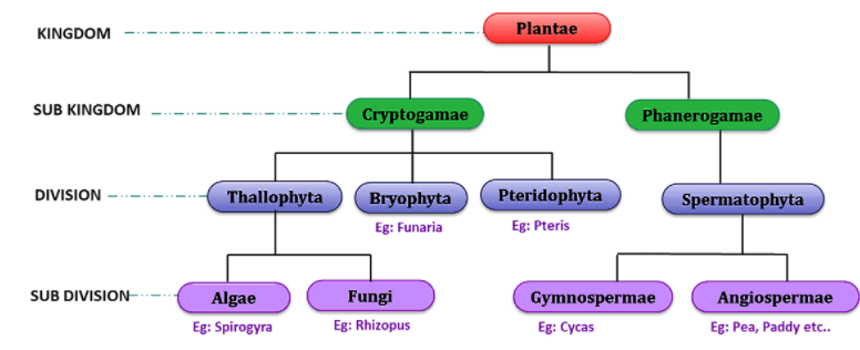 Class 11 Biology Chapter 3 Plant Kingdom Notes And Question Answer ...