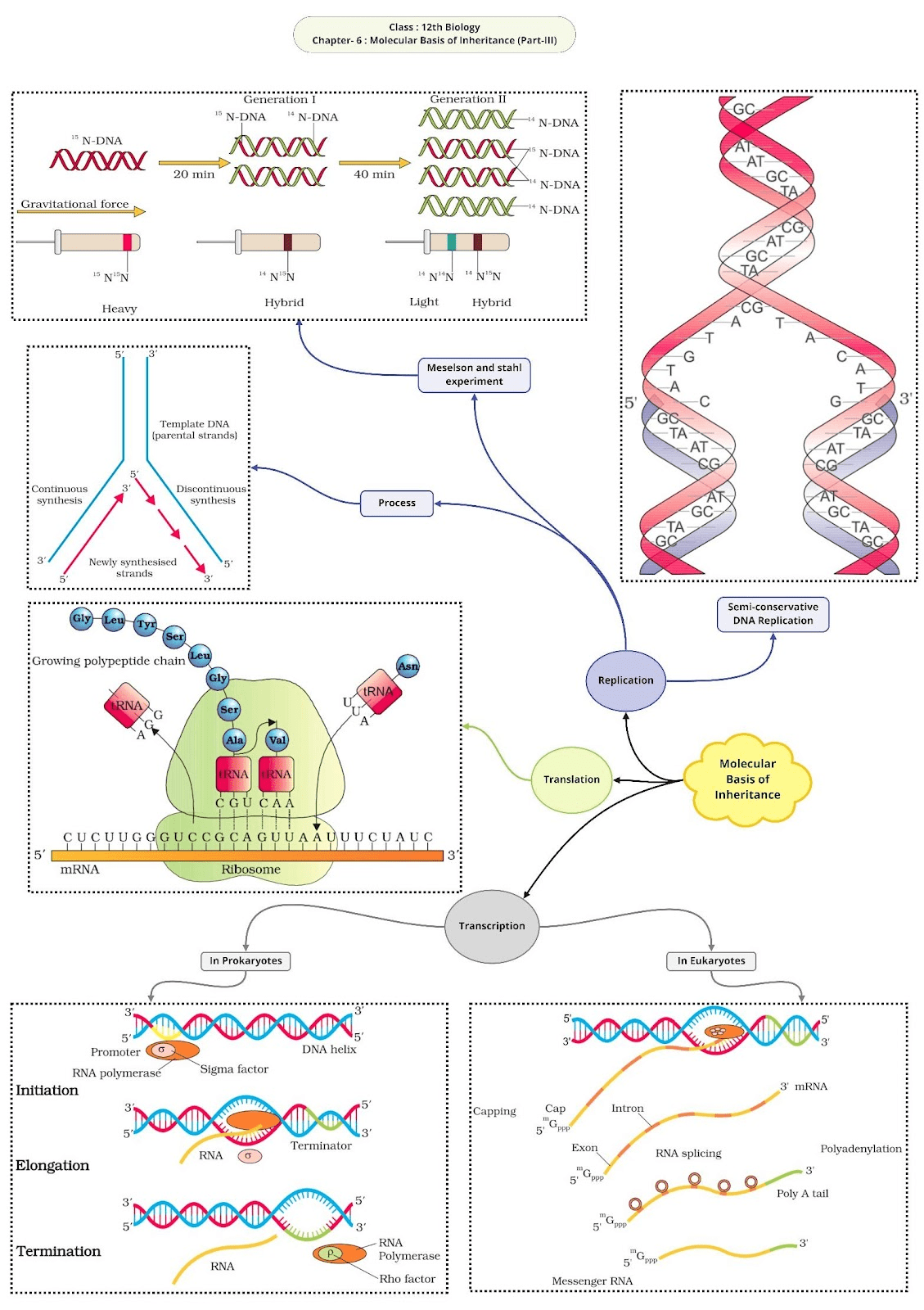 Chapter 6 Molecular Basis of Inheritance Question Answer