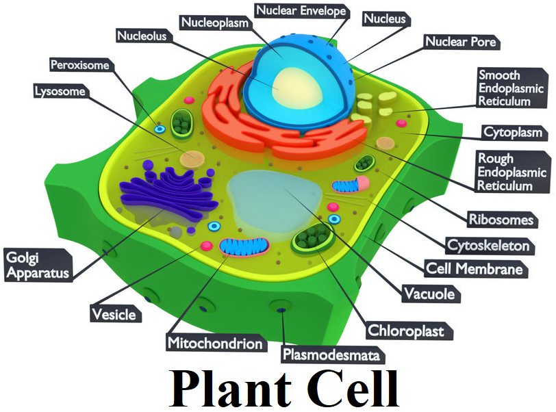 Class 11 Biology Chapter 8 Cell The Unit Of Life Notes and Question Answer